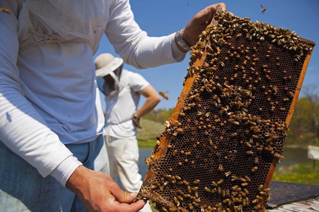National Geographic Creativeさんのインスタグラム写真 - (National Geographic CreativeInstagram)「Photo by @amytoensing | Beekeepers in Pennsylvania bring in honeybees to pollinate fruit tree orchards. Honeybees don't only provide us with honey, but they pollinate many crops like blueberries, almonds, and apples. #Honey #Bees #Pollination」6月2日 6時02分 - natgeointhefield