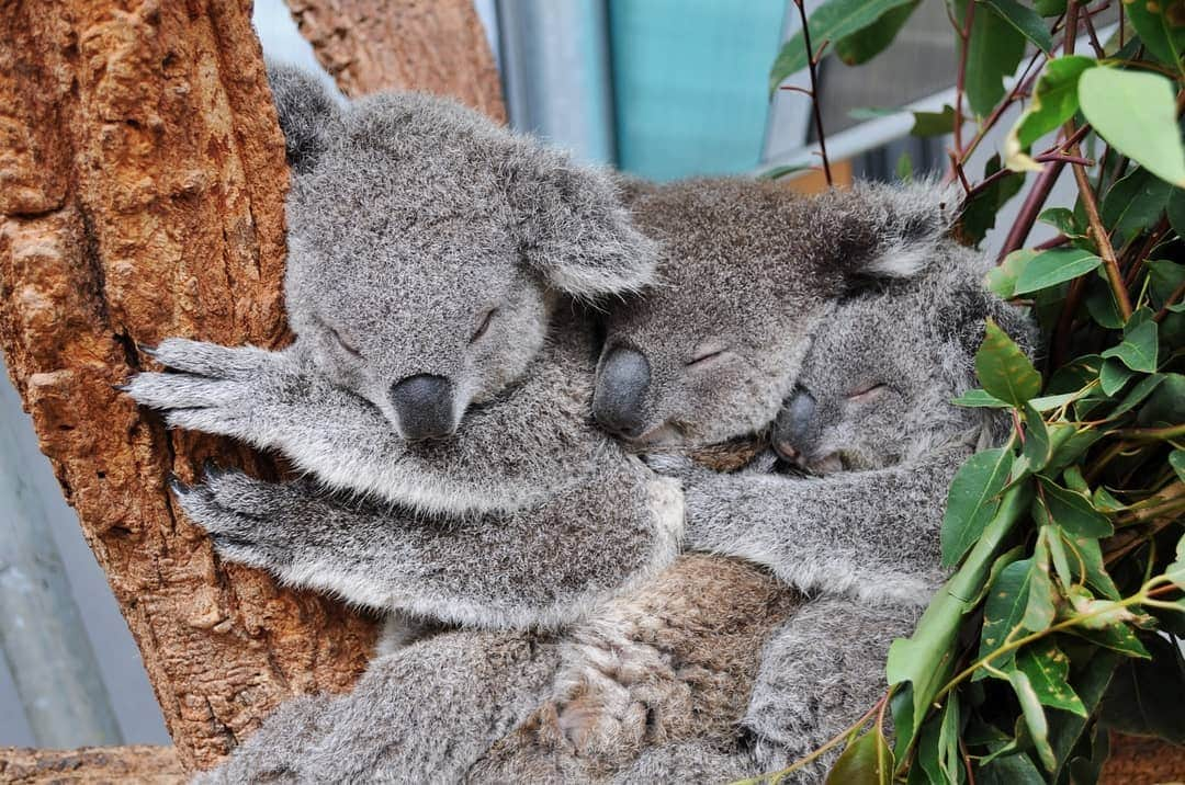 タロンガ動物園さんのインスタグラム写真 - (タロンガ動物園Instagram)「Sundays are for sleep-ins and cuddles, are we right?  #ForTheWild」6月2日 7時05分 - tarongazoo