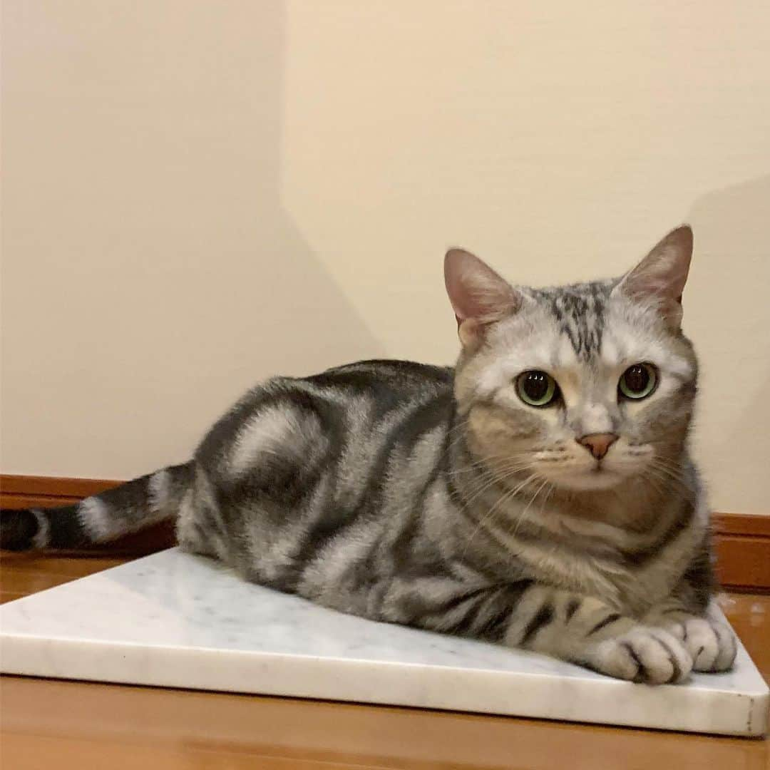 Alain アランさんのインスタグラム写真 - (Alain アランInstagram)「Good morning! Bonjour! I’m just chilling on the marble plate at froggy position. This is seasonal fav spot. * おはようございますにゃん！ 大理石プレートの上で、カエル寝しながらダラダラしてるにゃよ。暑くなってきたときのお気に入りの場所なんだよ。 * #catstagram #cat_features  #topcatphoto #cutepetclub #catsofinstagram #ig_catclub #cats_of_world #meowsandwoofs #meowvswoof#nc_cuties #excellent_cats #catstocker  #bestmeow #magnificenteowdels#bestcats_oftheworld#INSTACAT_MEOWS #peco #animalsco#mofmo#igersjp#みんねこ#ふわもこ部#アメショー#ビューティープロコンテスト @beautypro_contest #lovelycatonline#映画ペット2キャンペーン#映画ペット2」6月2日 7時12分 - alain_cat