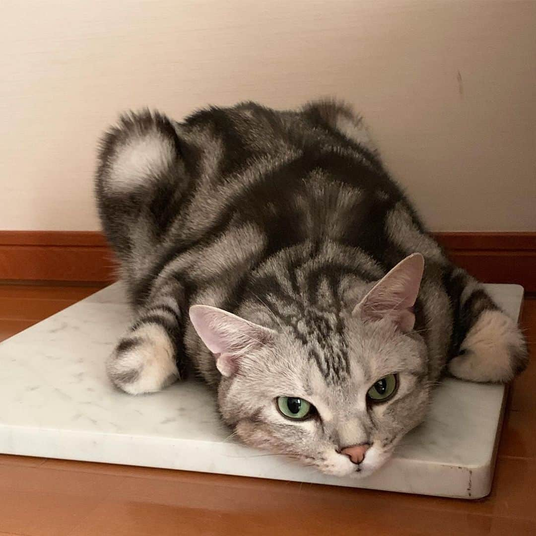 Alain アランさんのインスタグラム写真 - (Alain アランInstagram)「Good morning! Bonjour! I’m just chilling on the marble plate at froggy position. This is seasonal fav spot. * おはようございますにゃん！ 大理石プレートの上で、カエル寝しながらダラダラしてるにゃよ。暑くなってきたときのお気に入りの場所なんだよ。 * #catstagram #cat_features  #topcatphoto #cutepetclub #catsofinstagram #ig_catclub #cats_of_world #meowsandwoofs #meowvswoof#nc_cuties #excellent_cats #catstocker  #bestmeow #magnificenteowdels#bestcats_oftheworld#INSTACAT_MEOWS #peco #animalsco#mofmo#igersjp#みんねこ#ふわもこ部#アメショー#ビューティープロコンテスト @beautypro_contest #lovelycatonline#映画ペット2キャンペーン#映画ペット2」6月2日 7時12分 - alain_cat