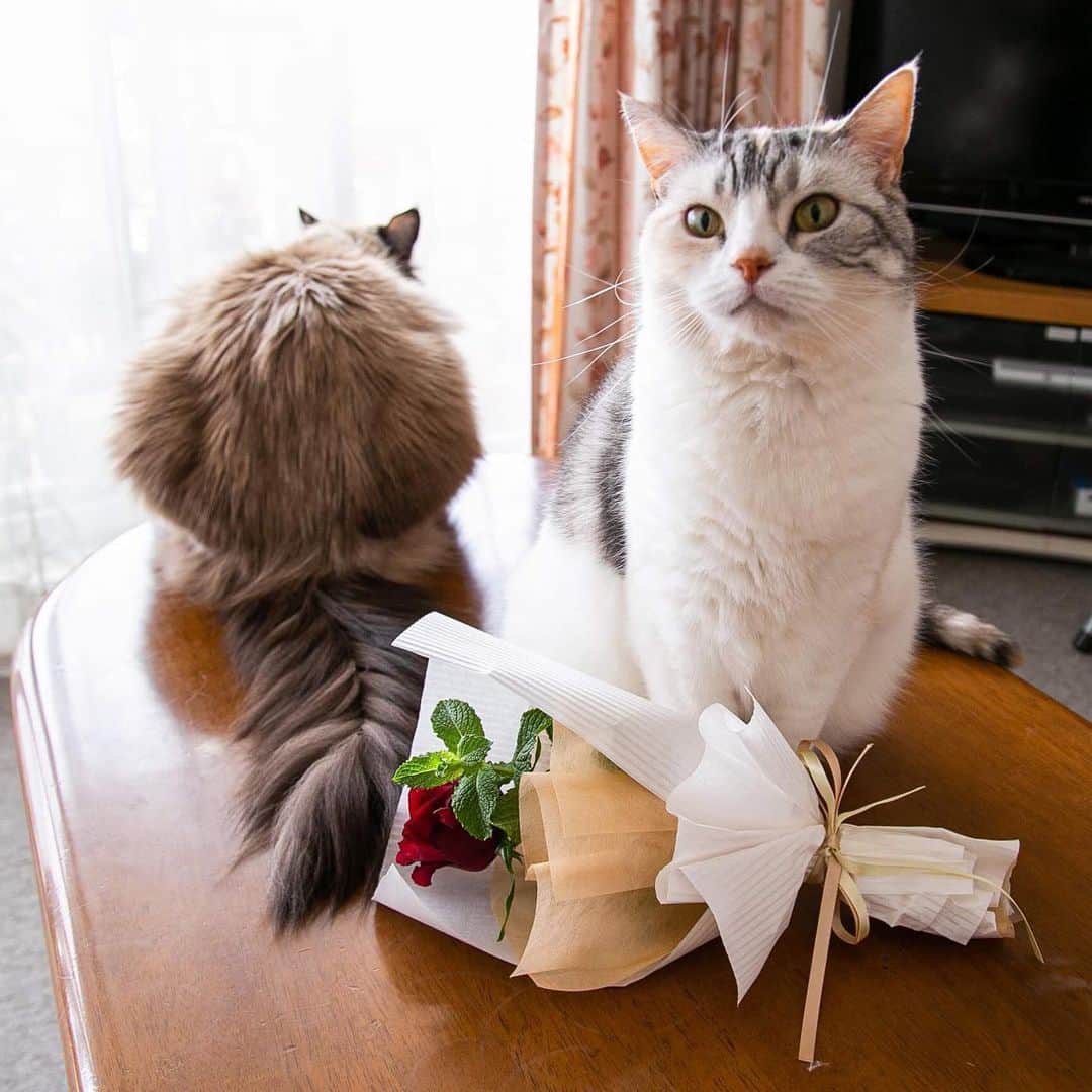 ホタテ＆クラム＆シラスのインスタグラム：「6/2はローズの日🌹  @bloomeelife さんでは、ローズの日を記念して、毎日バラが当たる#まいにちローズ キャンペーンを実施中です🎁 欲しい色のバラの画像を投稿するだけで、まいにち1人当選するそうです✨  詳しい参加方法は @bloomeelife さんのプロフィールをチェックしてみてください😊  期間中どなたでもご使用になれる【初回お届け無料クーポンコード】 ■クーポンコード：ROSE ■有効期限：2019/6/21  #まいにちローズ #bloomeelife #cat #neko #ScottishFold #猫 #ねこ #スコティッシュフォールド #ラグドール #Ragdoll #flower  https://bloomeelife.com/」