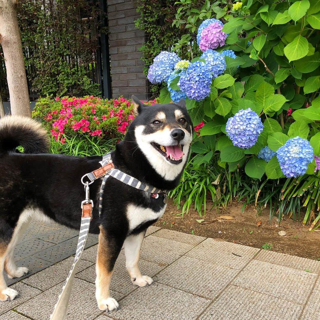 vo_coのインスタグラム：「🌥 ６月ですね！ ってことで ハイドランジア！ * #って言いたかっただけ #マツコの知らない世界  #アジサイ #オシャレ花屋 #ハイドランジア #shibastagram #instashiba #shiba #shibainu #黒柴 #柴犬」
