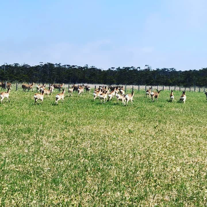 ハミルのインスタグラム