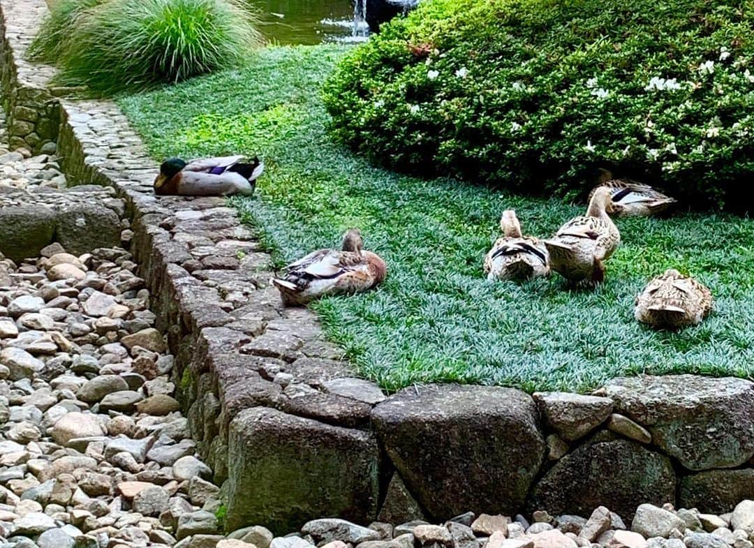 夏木マリさんのインスタグラム写真 - (夏木マリInstagram)「鴨の日曜日  #sunday  #Bird #marinatsuki  #natsukirock  #夏木マリ」6月2日 17時34分 - mari_natsuki