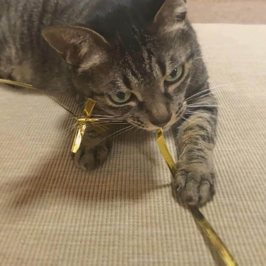 小嶋晶子のインスタグラム：「That’s mine!🐈🐾 #cat #cats #browntabby #catsofinstagram #catstagram #neko #nekostagram #ねこ #ねこ部 #ねこすたぐらむ #きじとら #きじとらねこ #きじとら女子 #きじとら部 #ネコ #ネコ部  #キジトラ #キジトラネコ #キジトラ部 #かぎしっぽ #かぎしっぽ猫部 #カギしっぽ #カギしっぽ猫 #お腹ハゲてる」