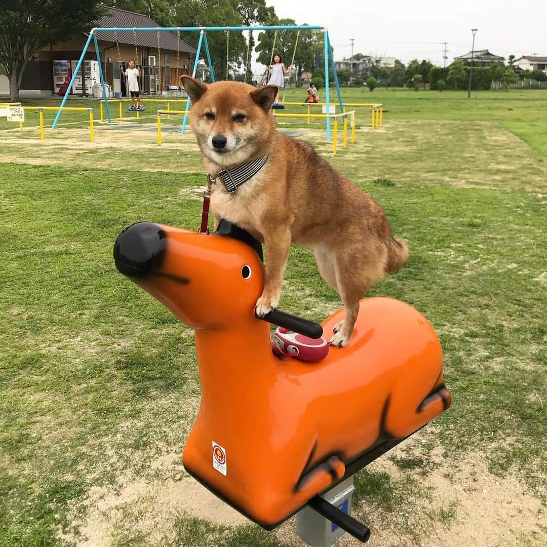 柴犬はなこ Shibainu Hanakoさんのインスタグラム写真 - (柴犬はなこ Shibainu HanakoInstagram)「馬に乗りました🐴🐶✨ #shiba #dog #shibainu #rideahorse #犬 #柴犬 #馬に乗る」6月2日 17時53分 - kiki_beee