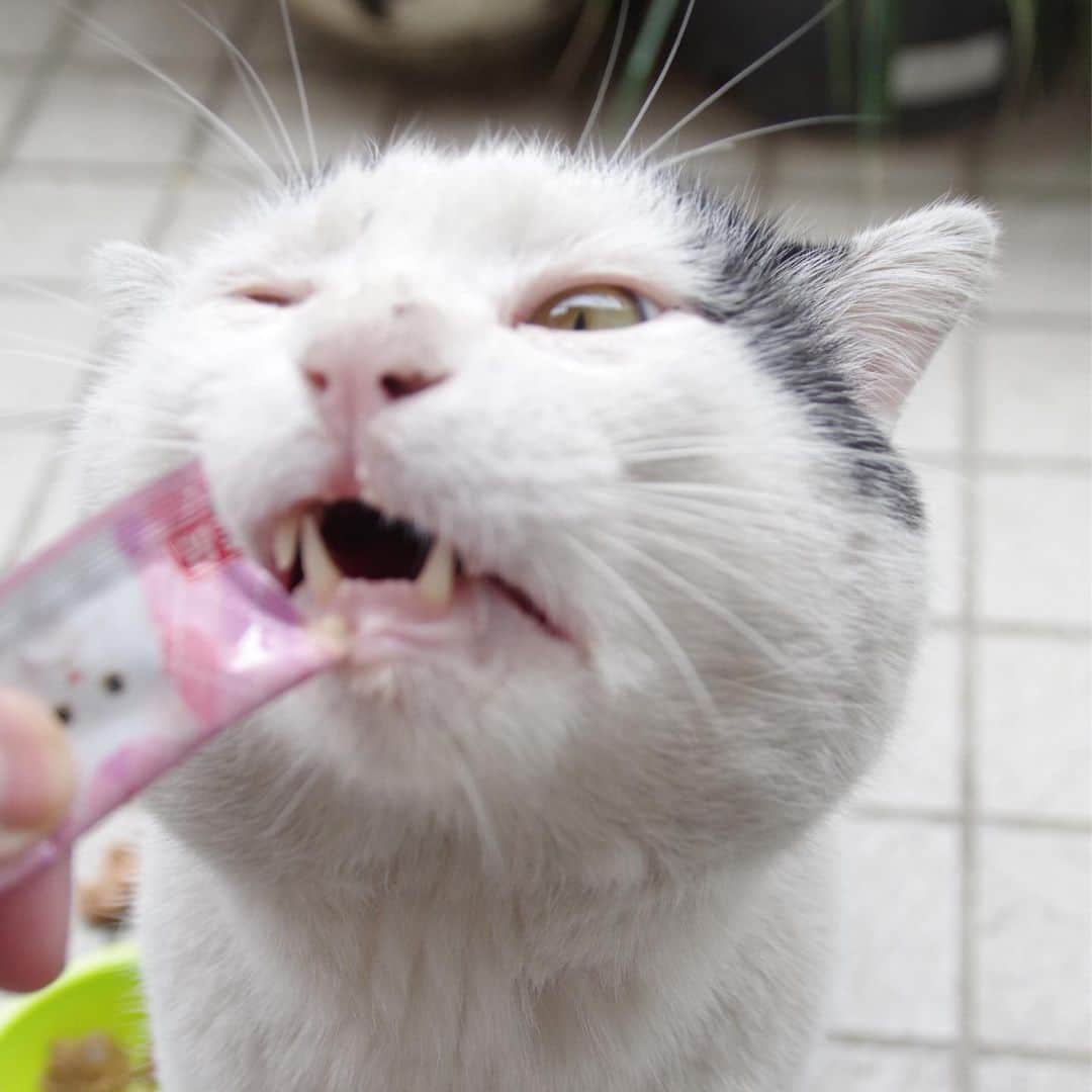 Kachimo Yoshimatsuさんのインスタグラム写真 - (Kachimo YoshimatsuInstagram)「ほれ、ちゅーるだよ！ #uchinonekora #ナナクロ #nanakuro #sotononekora #neko #cat #catstagram #kachimo #猫 #ねこ #うちの猫ら http://kachimo.exblog.jp」6月2日 17時56分 - kachimo