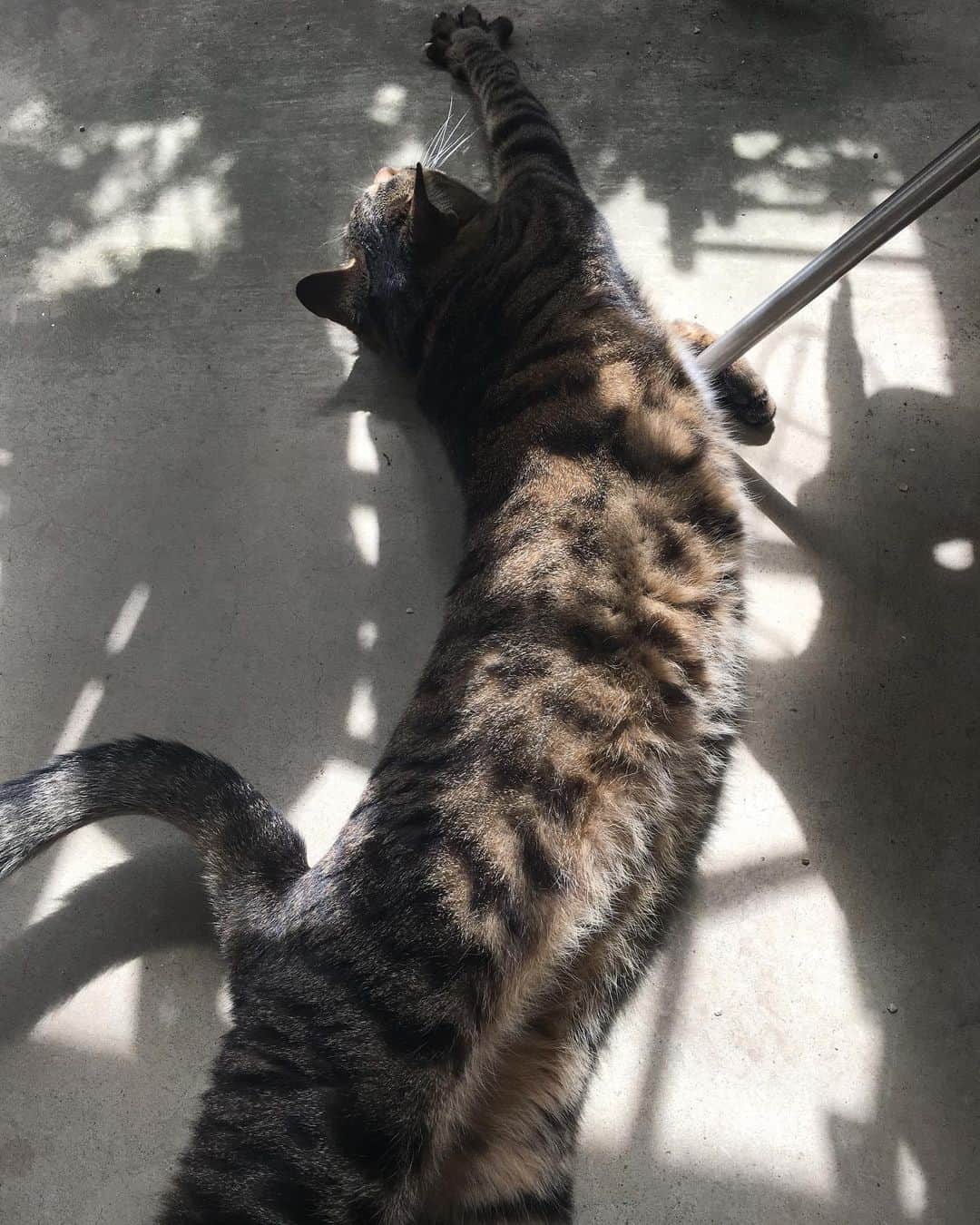 のインスタグラム：「んっん〜〜 #ねこ #伸び #キジトラ  #影 #cat」