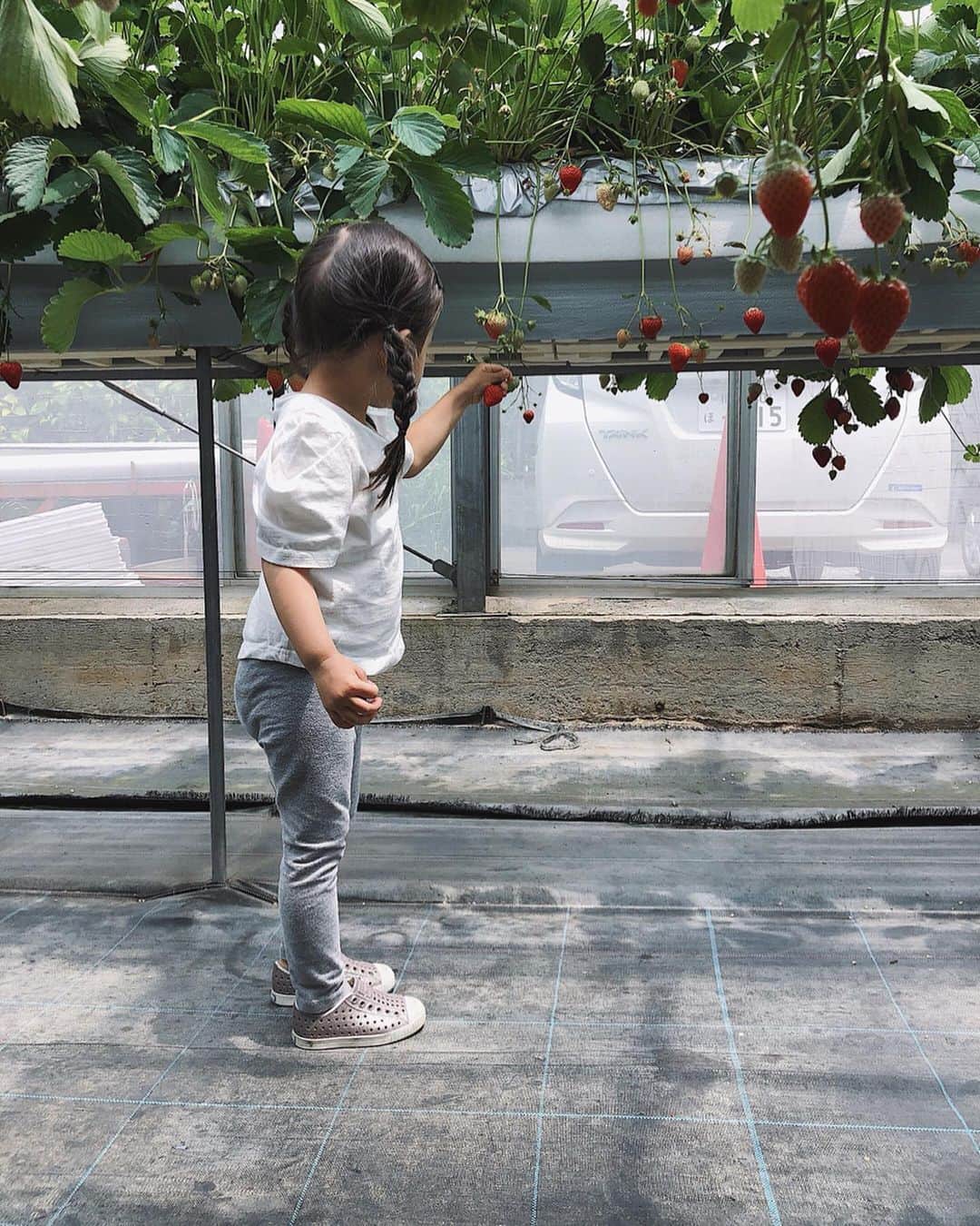 翁安芸さんのインスタグラム写真 - (翁安芸Instagram)「Strawberry hunting🍓🍓🍓 昨日は思い立ってはじめてのいちご狩りへ。娘が苺大好きなので、とっても喜んでいました😍 写真3枚目、今更ながらポートレート撮影の素晴らしさを実感✨ 心温かいいちご農園の方ありがとうございました🙏🏻❤️ #いちご狩り #いちご農園 #strawberry #weekend #ストロベリーハウス #akiweng #翁安芸 #momanddaughter」6月2日 18時22分 - akinyc