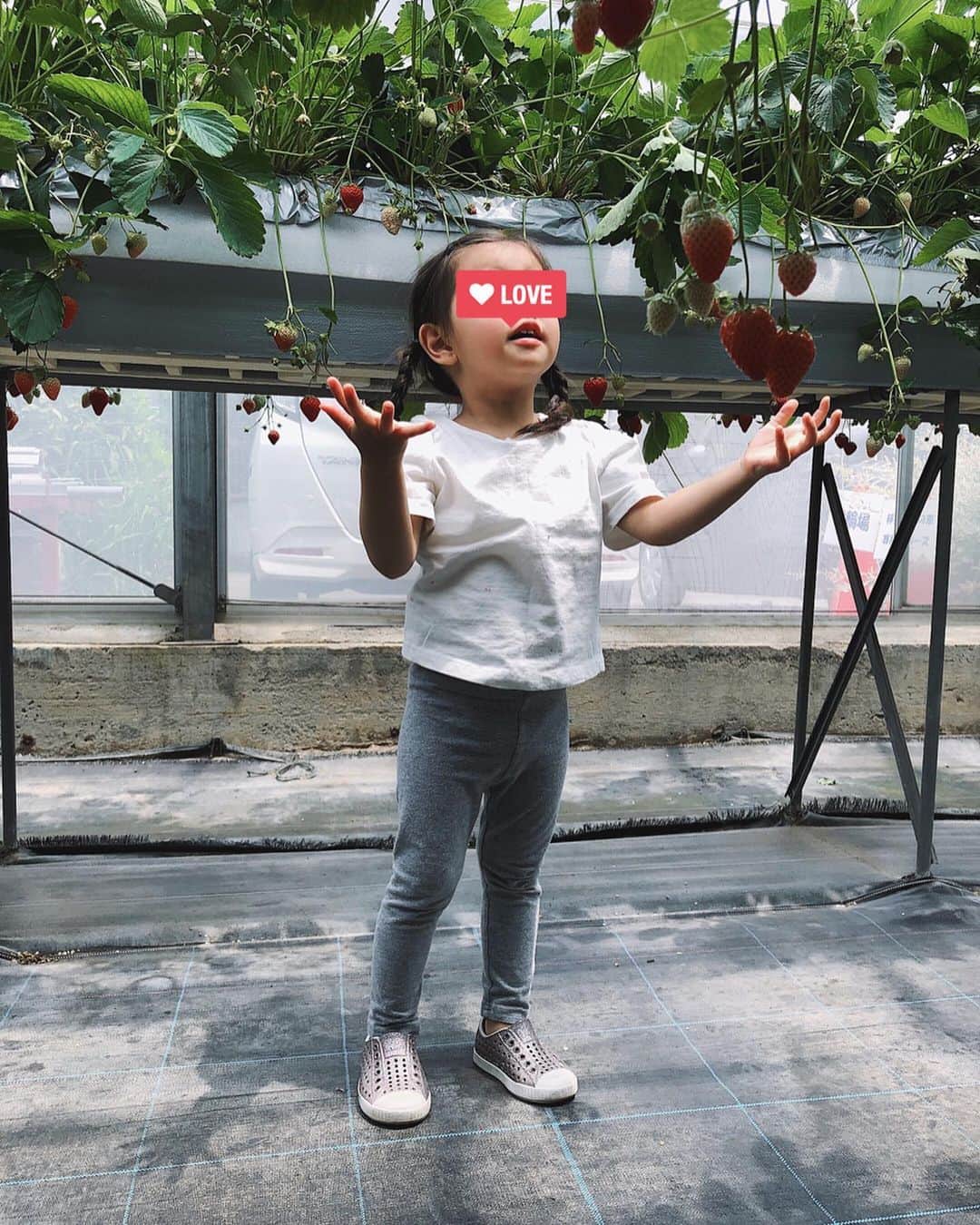 翁安芸さんのインスタグラム写真 - (翁安芸Instagram)「Strawberry hunting🍓🍓🍓 昨日は思い立ってはじめてのいちご狩りへ。娘が苺大好きなので、とっても喜んでいました😍 写真3枚目、今更ながらポートレート撮影の素晴らしさを実感✨ 心温かいいちご農園の方ありがとうございました🙏🏻❤️ #いちご狩り #いちご農園 #strawberry #weekend #ストロベリーハウス #akiweng #翁安芸 #momanddaughter」6月2日 18時22分 - akinyc