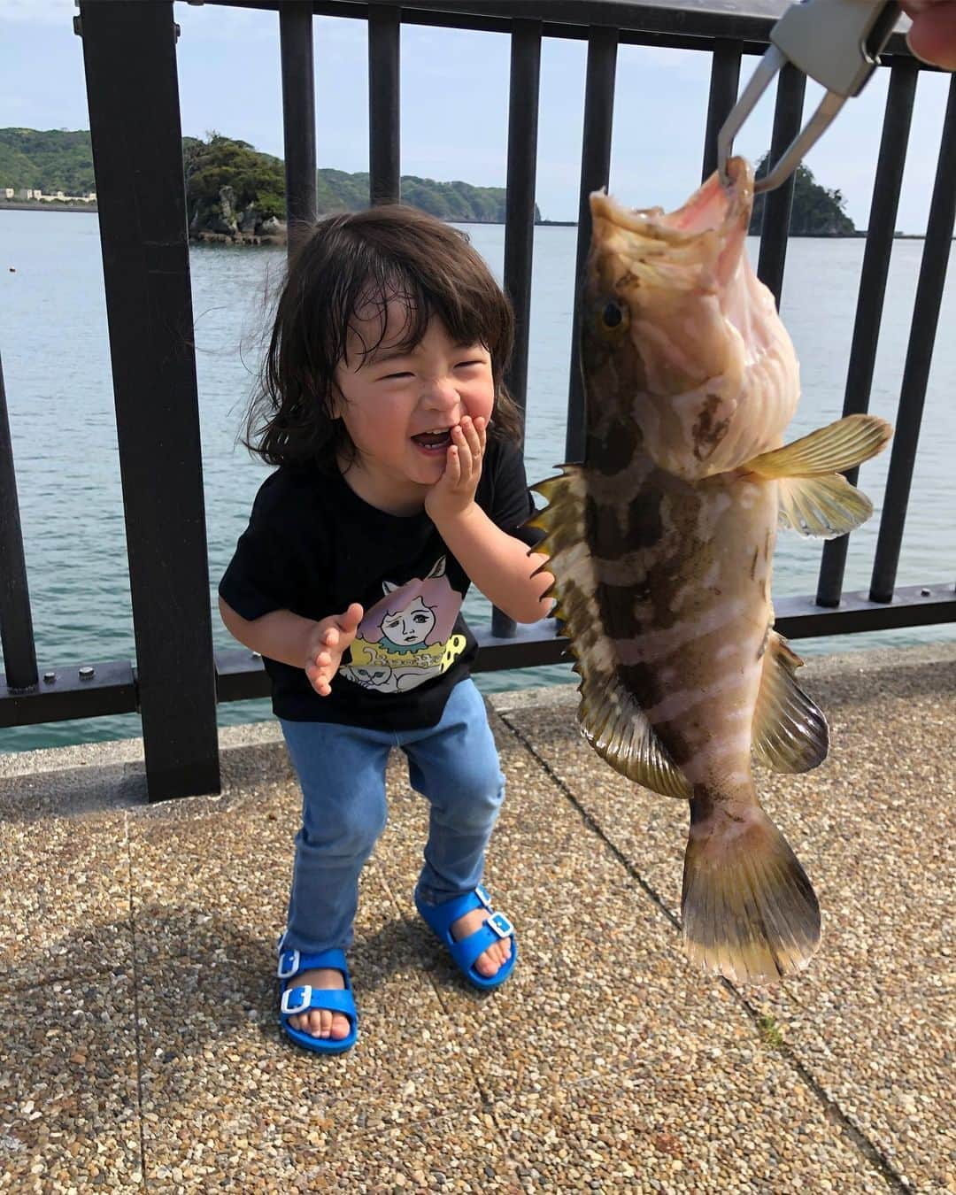 つるの剛士さんのインスタグラム写真 - (つるの剛士Instagram)「先日、伊豆下田に家族旅行中にまさかの海浜公園の足元で釣れたベビークエ。 長崎でこんなオトナになって帰ってきました🎣  いただきます🙏  #釣るの剛士  #クエ #アラ #鯛 #ハタ #アコウ #長崎 #平戸 #しゃっちょ」6月2日 18時27分 - takeshi__tsuruno