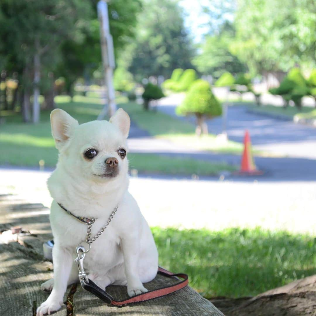 KORIKIさんのインスタグラム写真 - (KORIKIInstagram)「おはようございます♪ * #お写んぽ #dogofsapporo #dog, #dogs, #dogstagram,#chihuahua,#犬バカ部,#チワワ,#koriki, #hanadog #白スムチ連合会, #スムチー,  #dogofthedayjp, #dogoftheday  #ilovemydog #instadog #instapet #WhiteChihuahua  #吉娃娃 #치와와  #dogsofinstagram #Chihuahualover  #チワワの輪 #barkbox #WhiteChihuahuaParty #もふもふモフモフ」6月2日 10時36分 - koriki_dog