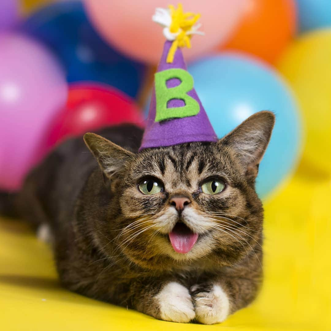 Lil BUBさんのインスタグラム写真 - (Lil BUBInstagram)「It's BUB's Birthday month - she turns 8 on June 21st. Come to her Big 8th Birthday Party in LA! Special guests are tagged in the photo, details at the link in BUB's bio. #cuspofmagic #lilbubsbig8th #kittenlady #jacksongalaxy」6月2日 10時37分 - iamlilbub