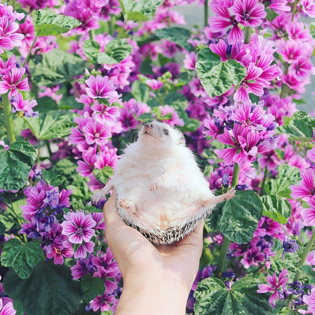 あずきさんのインスタグラム写真 - (あずきInstagram)「What a beautiful flower this is!🌺 ダークサイドな もなさんは、淡いピンクより紫とか良く似合う🌺🌺🌺 . . . #紫の花 #purpleflowers #手乗りもなか #はりねずみ #ハリネズミ #hedgehog #pygmyhedgehog #lovelypet #cuteanimals #はりねずみのもなか #hedgie #Hérisson #고슴도치 #刺猬 #hedgehogazuki  #hedgehogsofinstagram #animaladdicts #cuddles  #petscorner #worldofcutepets #animalvibe」6月2日 11時02分 - hedgehog_azuki