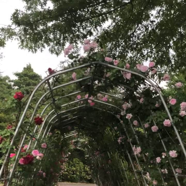 雨月衣のインスタグラム