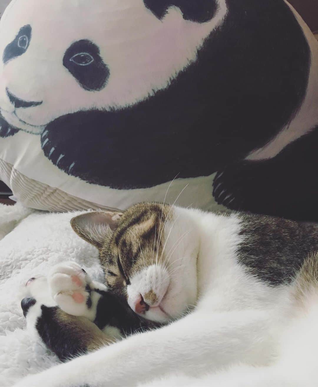 野本かりあのインスタグラム：「大好きなD[di：]ちゃんが描いたパンダに見守られて眠る猫。#catsofinstagram #lukarly #にゃんすたぐらむ  #本物みたいな子パンダと寝られる大きく膨らむクッション収納ケースBOOK」