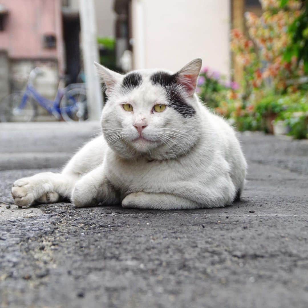 Kachimo Yoshimatsuさんのインスタグラム写真 - (Kachimo YoshimatsuInstagram)「道の真ん中でくつろぐ。 (家の前の私道、車はほぼ通りません。) #uchinonekora #nanakuro #neko #cat #catstagram #kachimo #猫 #ねこ #うちの猫ら http://kachimo.exblog.jp」6月2日 11時53分 - kachimo