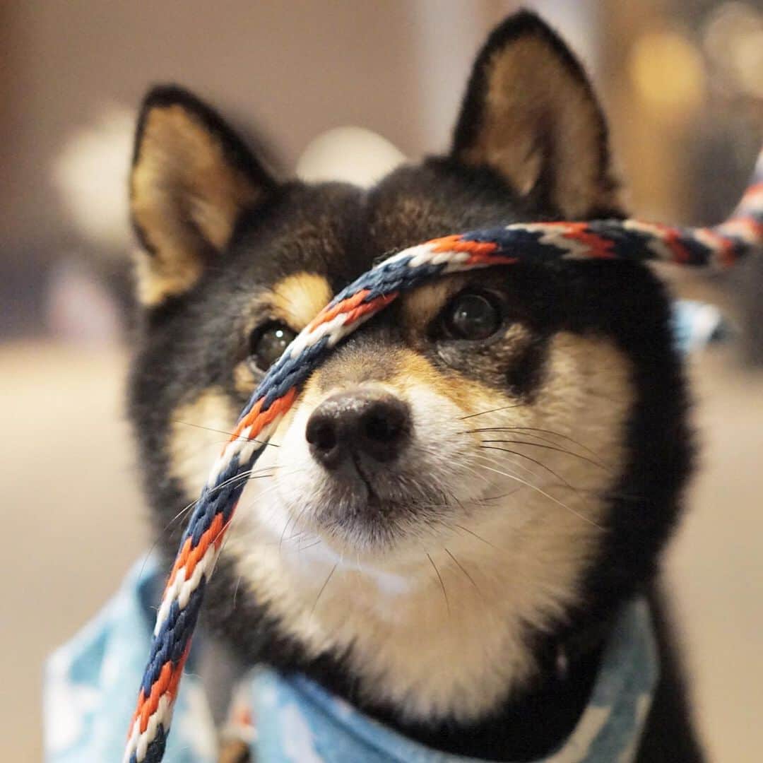 黒豆柴こむぎのグルメインスタ