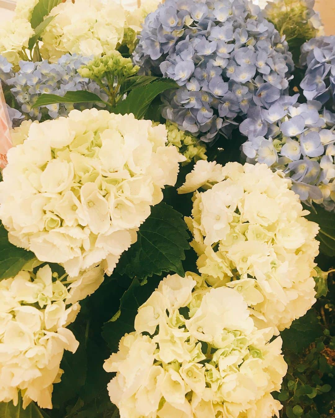 佐藤千晶さんのインスタグラム写真 - (佐藤千晶Instagram)「６月。 紫陽花の季節。  #６月 #紫陽花 #flower #花のある暮らし」6月2日 12時11分 - satochiaki125