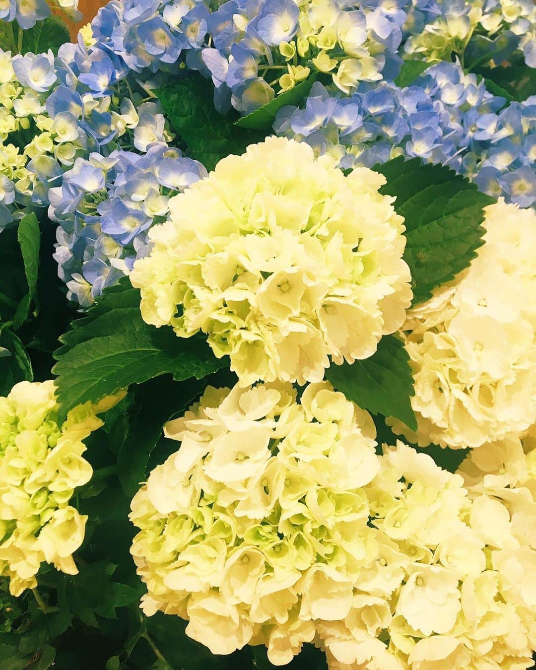 佐藤千晶さんのインスタグラム写真 - (佐藤千晶Instagram)「６月。 紫陽花の季節。  #６月 #紫陽花 #flower #花のある暮らし」6月2日 12時11分 - satochiaki125