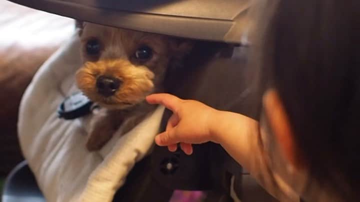 maatamagosanのインスタグラム：「ハイローチェアで寝るライカかわいいな」