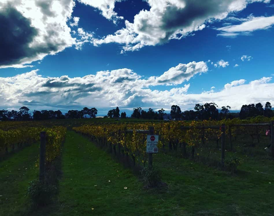 原田佳奈さんのインスタグラム写真 - (原田佳奈Instagram)「・ ・ 【メルボルン旅レポ】 〜Yarra Valleyでワイナリー巡り〜  ビクトリア州には数多くのワインの名産地がありますが、なかでもヤラバレーはメルボルンから車で45分ほどのエリアにあり、セラードア(試飲直売所)やレストラン備えたワイナリーが多い人気の観光地です。  ワインのぶどうも摘まれて、ちょうど紅葉が見頃を迎えて美しかった。。 青空と美味しいワインにチーズにチョコに。  Beautiful day... #yarravalley #wine #yeringstation  #debortoli  #yarravalleydiary  #rochfordwines  #ワイナリー巡り #ワイン好き #チョコ好き」6月2日 12時33分 - kanaharada1211