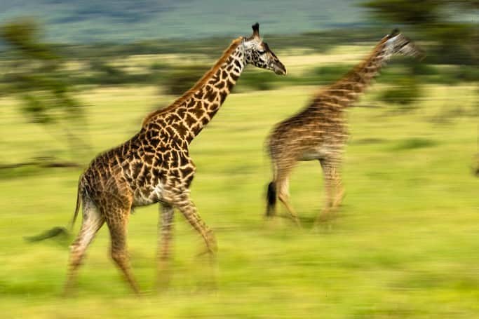 Tim Lamanさんのインスタグラム写真 - (Tim LamanInstagram)「Photos by @TimLaman.  Fun with motion blur in Tanzania last week.  Giraffes running (1/4sec), lioness on the hunt (1/8sec), black-backed jackel (1/15sec), and zebras (1/15sec). Using a slow shutter speeds in this range from 1/15sec to 1/4sec and panning with the moving animal adds a creative touch and conveys motion in a still image.  #TL_WildlifePhotoTips.  And bye the way, thanks so much to all of you for your interest and support as I hit the surprising landmark of 1 Million followers.  To celebrate, I’m planning a special print sale of my post popular Instagram images so stay tuned here, and thanks again.  #Tanzania #giraffe #lion #jackel #zebra #Africa.」6月2日 12時44分 - timlaman