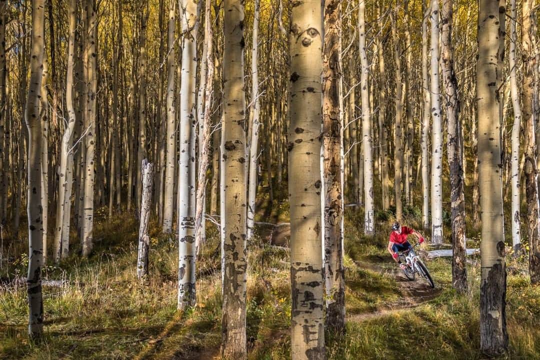 National Geographic Travelさんのインスタグラム写真 - (National Geographic TravelInstagram)「Photo by @michaelclarkphoto | It is that time of year again where the snow starts to melt and the mountain bikes come out of the garage. Chris Sheehan mountain biking under golden aspens on the Alamos Vista trail just above the Aspen Vista road in the Sangre de Cristo mountains above Santa Fe, New Mexico. #mountainbiking #santafe #newmexico」6月2日 13時05分 - natgeotravel