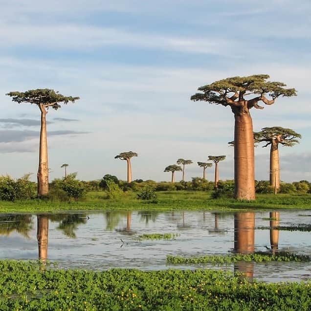アメリカ自然史博物館さんのインスタグラム写真 - (アメリカ自然史博物館Instagram)「Meet the “mother of the forest,” the Grandidier baobab (Adansonia grandidieri). This species of baobab tree is found only on Madagascar, in dry deciduous forests. It can grow as much as 98 feet (30 meters) tall, and its trunk can have a diameter of up to 9.8 feet (3 meters). While scientists are unable to determine the exact age of a baobab tree since it doesn’t have annual growth rings, they estimate that the tree can live to be 300 years old or older. Unfortunately, the Grandidier baobab is endangered due in part to habitat degradation, agricultural expansion, and exploitation for its fruit and bark. Photo: Bernard Gagnon」6月2日 13時10分 - amnh