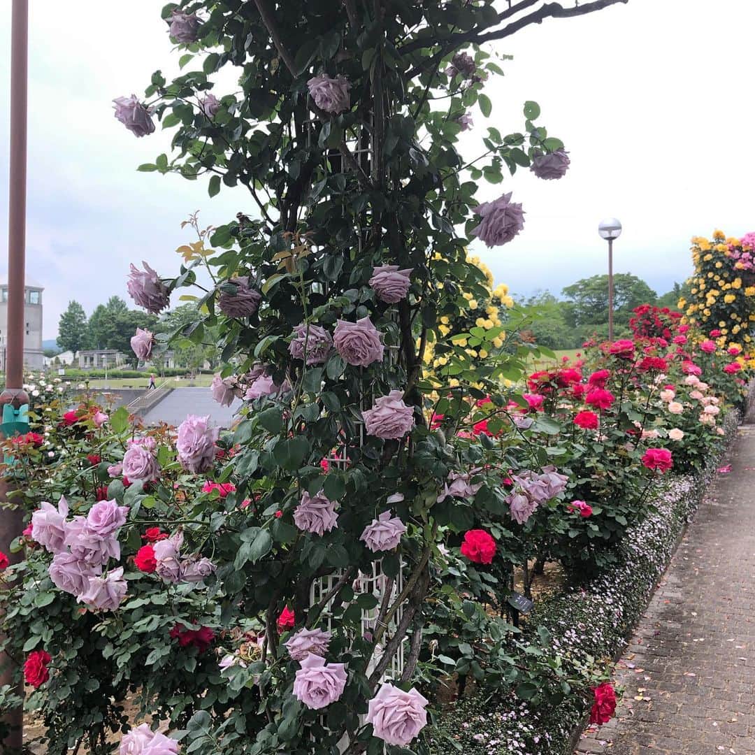雨月衣さんのインスタグラム写真 - (雨月衣Instagram)「こんな色もあるのねー。 紫の薔薇の人。」6月2日 13時16分 - ugetsukoromo