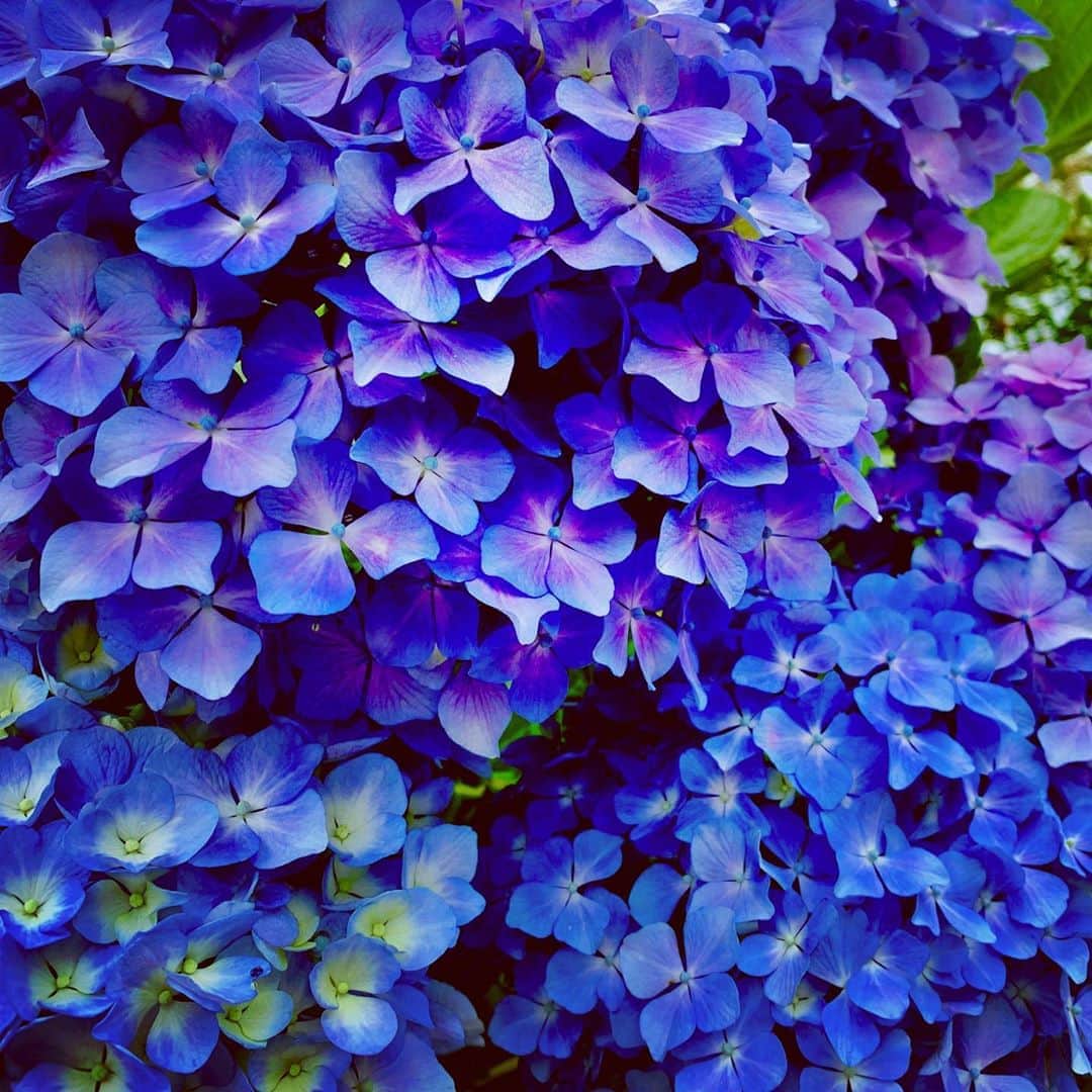 松井礼明のインスタグラム：「紫陽花が綺麗に咲いていました。間も無く、梅雨の時期だなって思いました。  #紫陽花 #青色の紫陽花 #紫陽花好き #体調整えて乗り切りましょう」