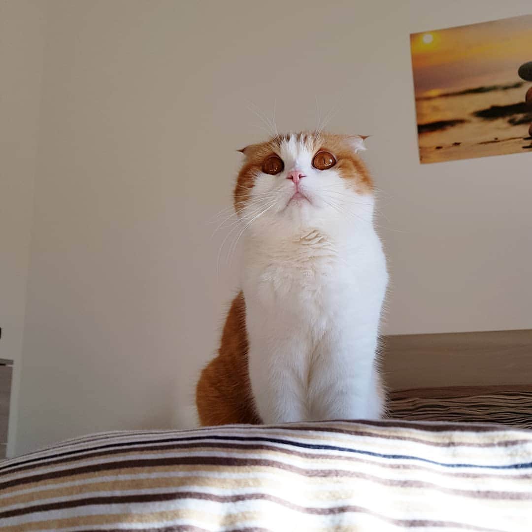 Nana _The Scottish Foldのインスタグラム：「Nana bear so fluffy😘 . 뚠뚠이 혼자만의 화보😏 . . #고양이 #猫 #ねこ #スコ #cat #cats #catstagram #catsofinstagram #instagramcats #instacat #bestmeow #catoftheday #catsofworld #catsloversworld #catsofday #냥스타그램 #또앙 #귀여워 #냥이 #caturday #gatos #cats_of_instagram #ilovemycat #catselfie #kittensofinstagram #kittens #catsdaily #kucing #mao」