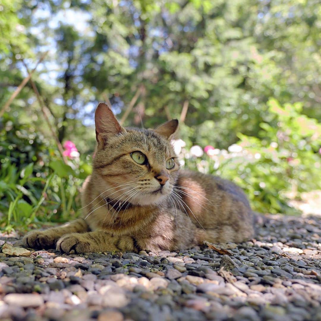 プンクマさんのインスタグラム写真 - (プンクマInstagram)「花咲く森のシカちゃん。 #ドリプレローズガーデン #猫 #ねこ #cat #catstagram #catsofinstagram」6月2日 13時58分 - pnkm913