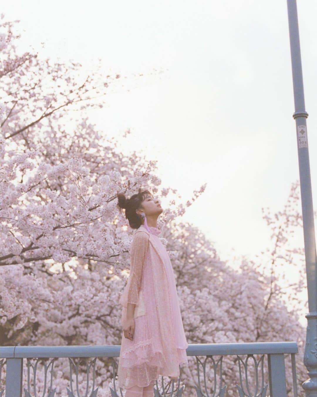 名和風歌さんのインスタグラム写真 - (名和風歌Instagram)「🌸 #桜 #shooting」6月2日 13時52分 - fuuka_nw