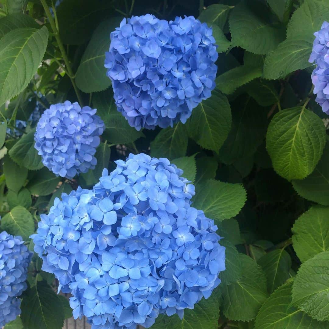 玉袋筋太郎さんのインスタグラム写真 - (玉袋筋太郎Instagram)「咲いてるよ！」6月2日 14時37分 - sunatamaradon