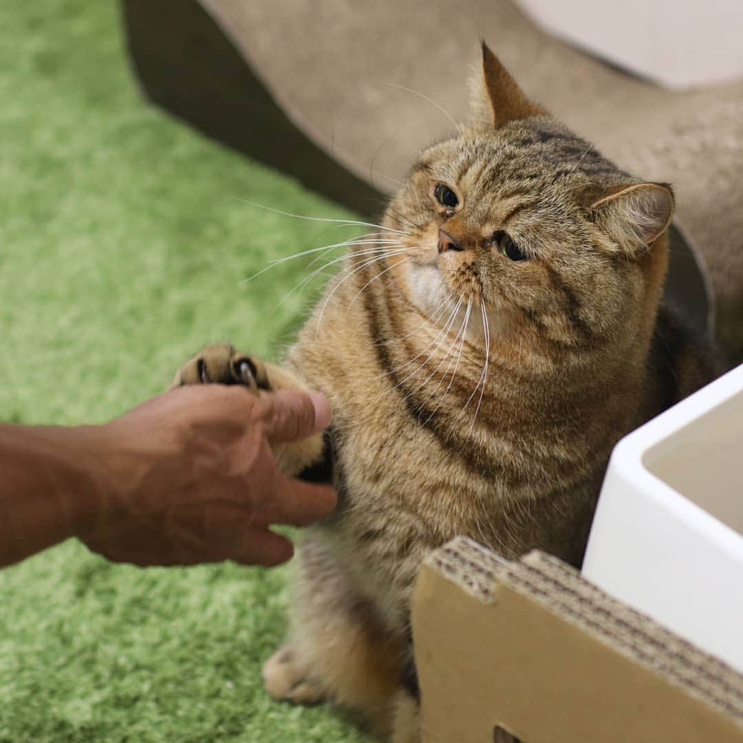 寅次郎（とらちゃん）さんのインスタグラム写真 - (寅次郎（とらちゃん）Instagram)「☆ High five 🐾 . お父ちゃんに爪出してハイタッチ😹🐾 . #ツンデレ王子 #塩対応 .」6月2日 14時58分 - torachanthecat