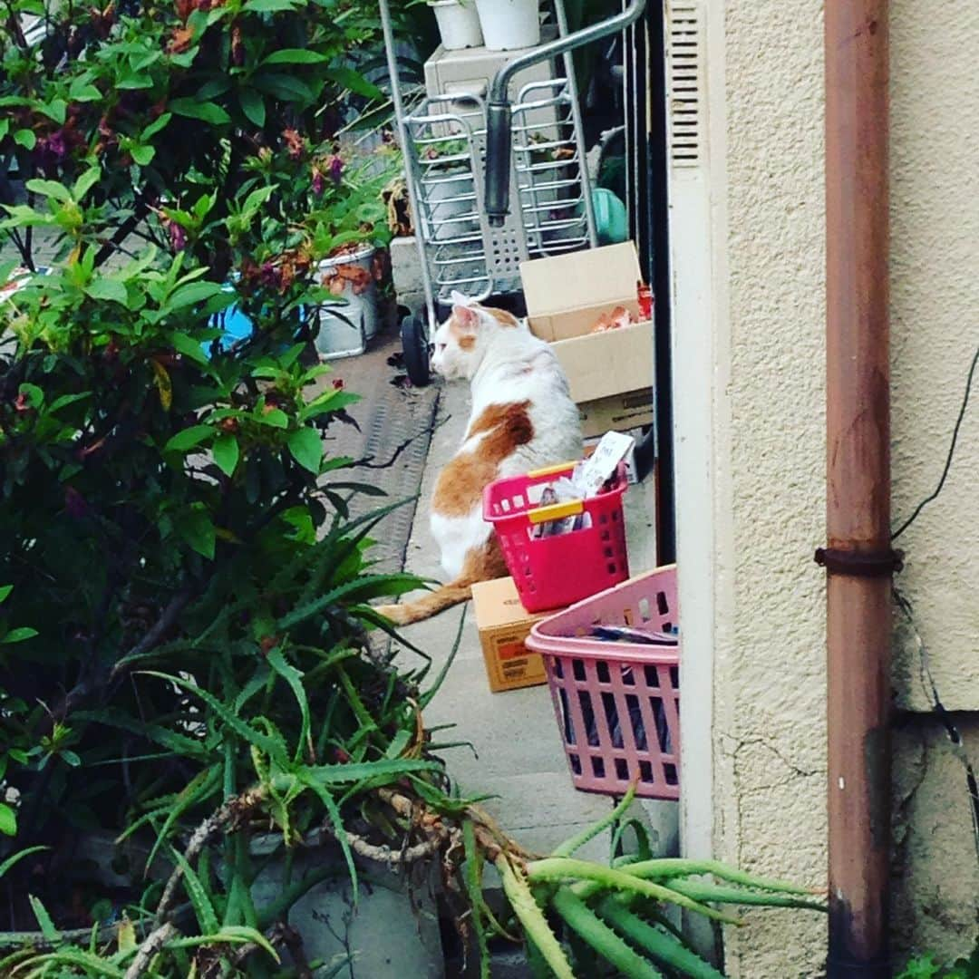 きたばさんのインスタグラム写真 - (きたばInstagram)「街角のアイドル😾😾😾 #まかろにステーション #北千住 #宿場町巡り #catwalk #tomcat」6月2日 15時24分 - macaroni_gram_kitaba