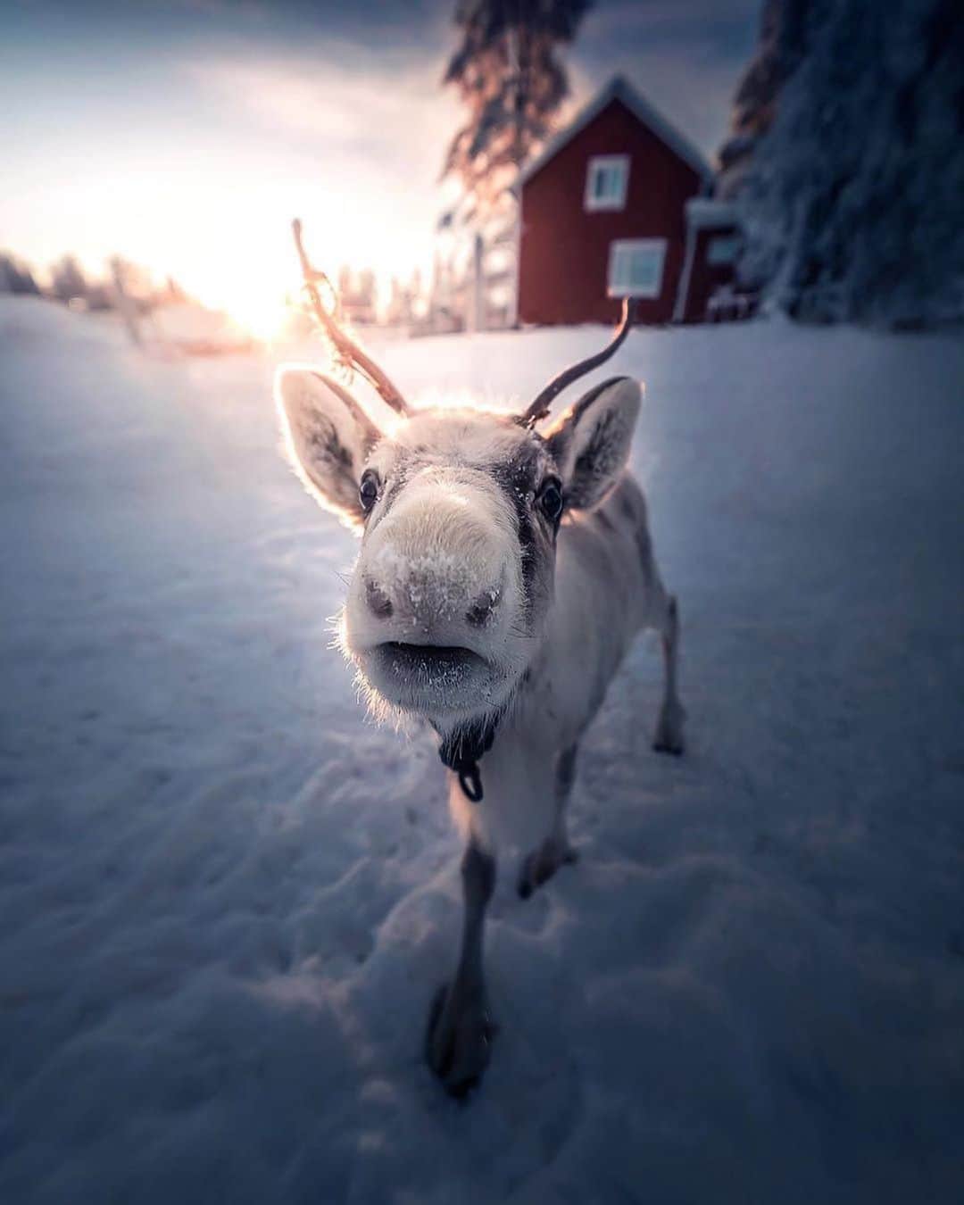 9GAGさんのインスタグラム写真 - (9GAGInstagram)「Brb planning my trip to Finland to see the Northern Lights 😍 Follow @voyaged for more travel ideas! | By @visualsofjulius - #9gag #voyaged」6月2日 15時54分 - 9gag