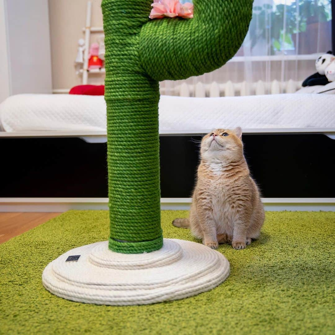 Hosicoさんのインスタグラム写真 - (HosicoInstagram)「We got a flowers on our cactus 🌵🌸🌸」6月2日 16時02分 - hosico_cat