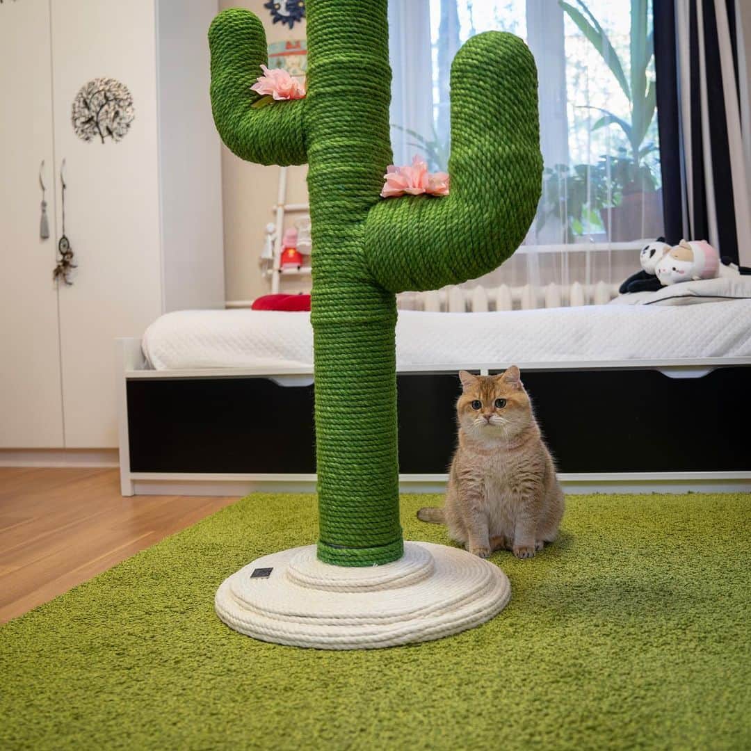 Hosicoさんのインスタグラム写真 - (HosicoInstagram)「We got a flowers on our cactus 🌵🌸🌸」6月2日 16時02分 - hosico_cat