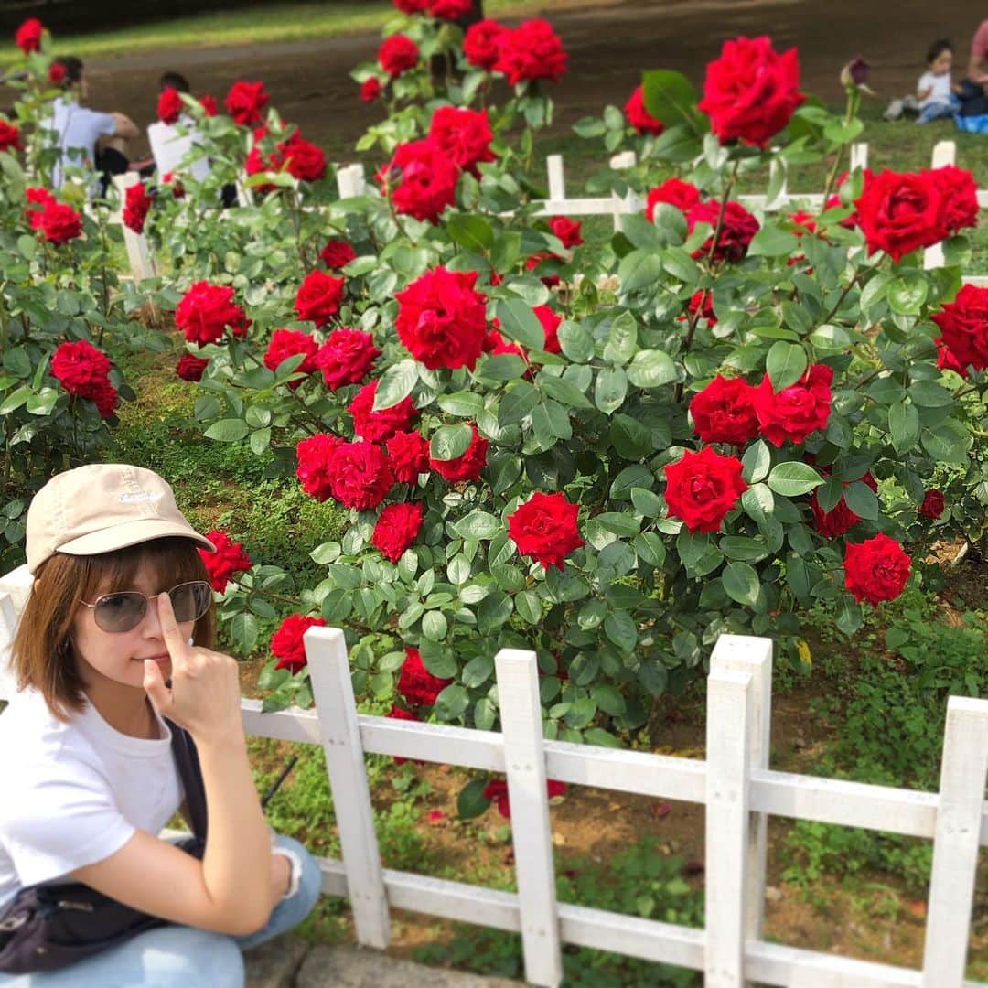 池田彩さんのインスタグラム写真 - (池田彩Instagram)「🌹🌹🌹 薔薇シーズンですなぁ❤️ #flower #rose #花 #薔薇 #red #beautiful」6月2日 16時06分 - aya_ikeda_official