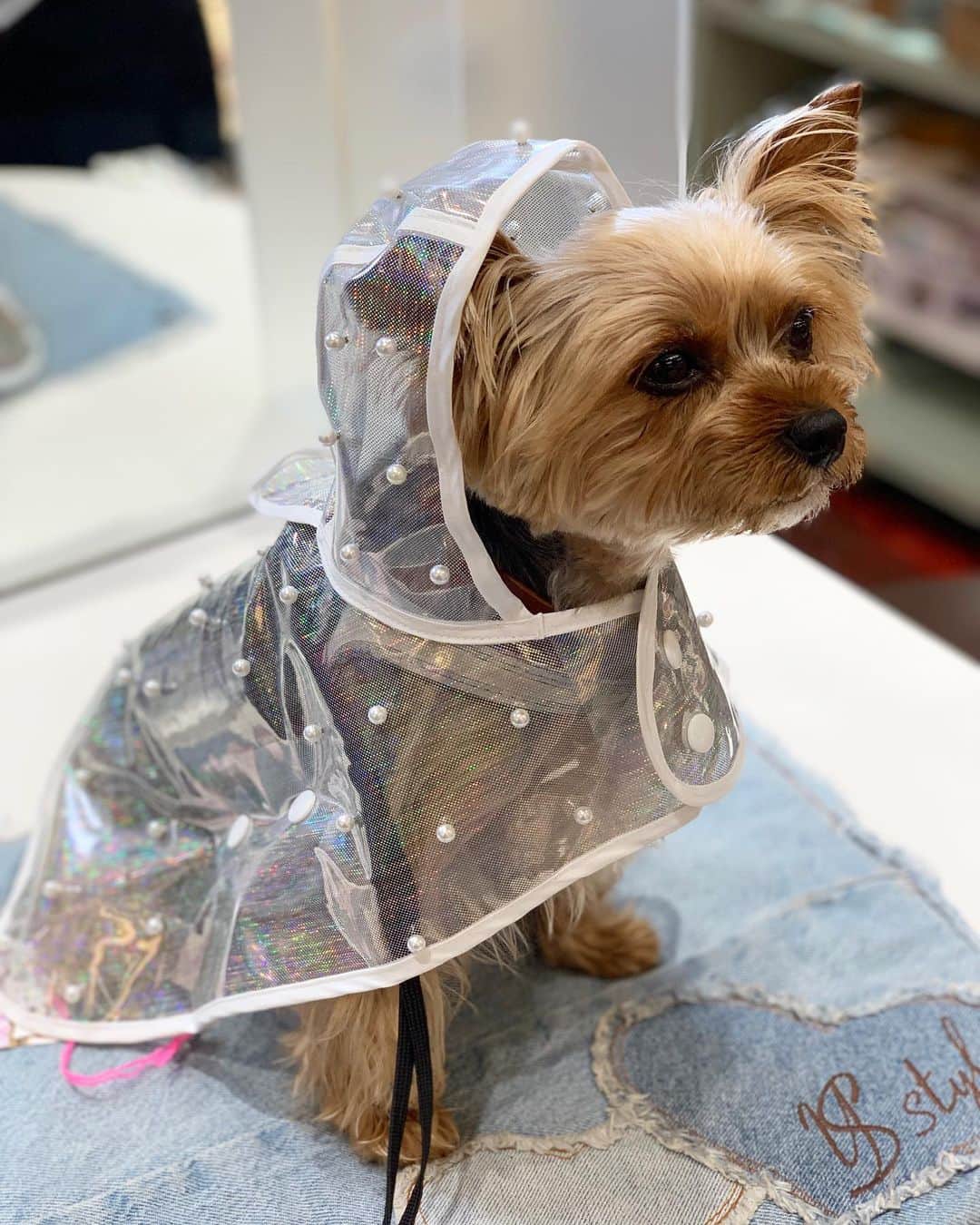 のインスタグラム：「ㅤㅤㅤㅤㅤㅤㅤㅤㅤㅤㅤㅤㅤㅤㅤ 🐶💬ready for the rainy season ☔️ 梅雨の準備ばっちりだよ☔️ ㅤㅤㅤㅤㅤㅤㅤㅤㅤㅤㅤㅤㅤㅤㅤ ピンクのレインコートもあるんだけどね。 これは袖がないし着せやすいし宇宙人みたいだし一目惚れしてご購入。試着の様子をパチリ。 #yorkie #ヨーキー #yorkshireterrier #ヨークシャテリア」