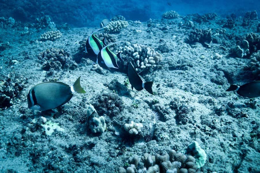 And Youさんのインスタグラム写真 - (And YouInstagram)「Happy World Reef Day! Everything in our oceans relies on healthy coastal reefs. Our reefs and the animals that depend on them need our help. Being environmentally conscious in everything from how much plastic we use to what kind of sunscreen we apply can make a difference. Tap the link in our story to read our blog about reef-safe sunscreen 🧴 #worldreefday #worldreefday2019 #saveouroceans.」6月2日 16時11分 - dolphinsandyou