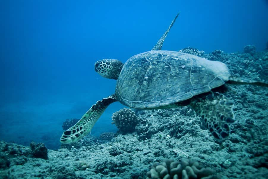 And Youさんのインスタグラム写真 - (And YouInstagram)「Happy World Reef Day! Everything in our oceans relies on healthy coastal reefs. Our reefs and the animals that depend on them need our help. Being environmentally conscious in everything from how much plastic we use to what kind of sunscreen we apply can make a difference. Tap the link in our story to read our blog about reef-safe sunscreen 🧴 #worldreefday #worldreefday2019 #saveouroceans.」6月2日 16時11分 - dolphinsandyou