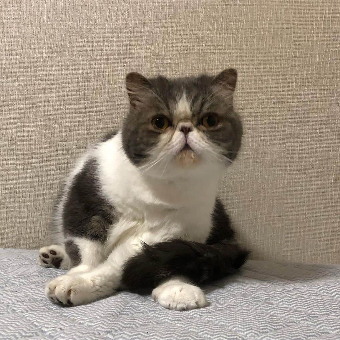 ムスカ(Muska)さんのインスタグラム写真 - (ムスカ(Muska)Instagram)「折りたたみ式猫」6月2日 16時29分 - exotic_toshi