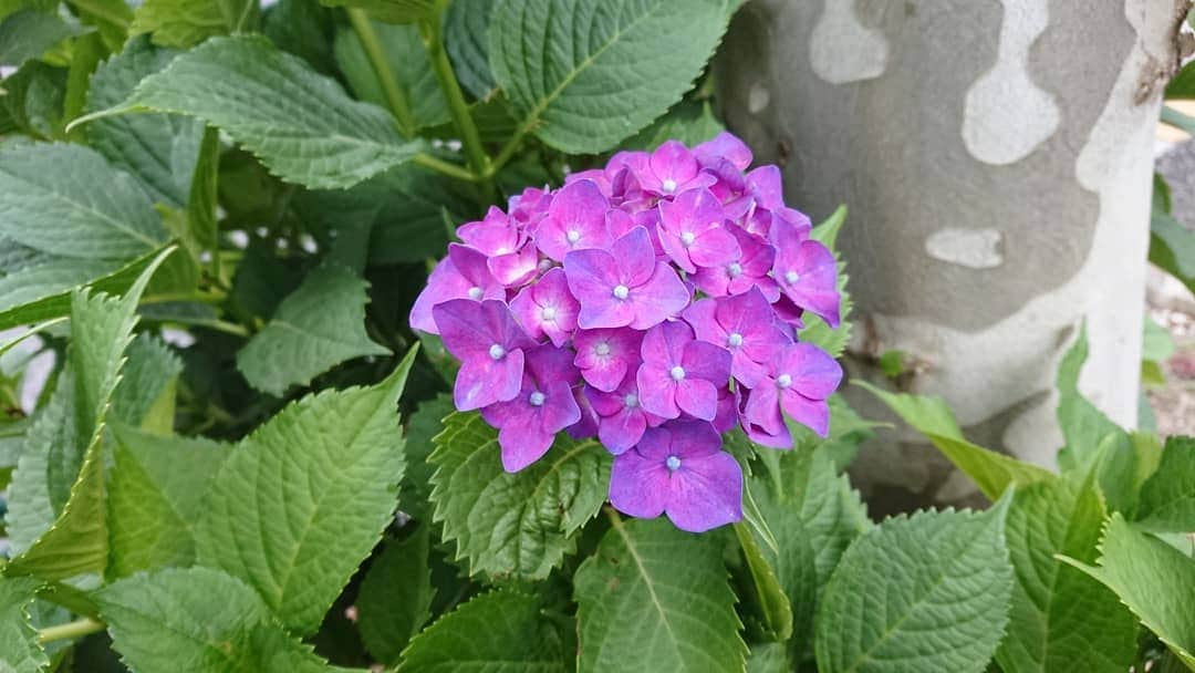 桜花さんのインスタグラム写真 - (桜花Instagram)「初夏、みっけ＼(^^)／🌼 みなさまナイスな夕方をお過ごしください☺️ #初夏  #みっけ  #初夏みっけ #６月  #紫陽花  #あじさい #azisai  #natural  #green #緑」6月2日 16時40分 - mountainohka