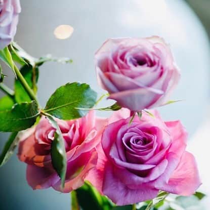 【公式】ホテルニューグランドさんのインスタグラム写真 - (【公式】ホテルニューグランドInstagram)「今日は“ローズの日”。 ホテルニューグランドを訪れる度に、幾重にも重なるバラの花びらのように、１つ、また１つと新たな楽しみや幸福感で、皆様が包み込まれますように･･･ #ホテルニューグランド #横浜 #ホテル #ローズ #バラ #ローズウェディング #6月2日 #ローズガーデン #バラのある暮らし #バラ園 #横浜イングリッシュガーデン #レストラン #宿泊 #癒し #山下公園 #山手 #花と緑 #花弁 #季節 #はなすたぐらむ #花言葉 #愛 #プロポーズ #ロマンチック #神奈川 #パープル #ピンク #hotelnewgrand #yokohama #rose」6月2日 16時47分 - hotelnewgrand