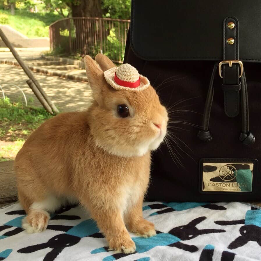 ?まるるのインスタグラム：「* * 昨日は朝の公園からのグルーミング🐰 * お店のお兄さんに 「爪切らせないように力入れてぎゅっとグーしてますw」 って言われてしまった💦 きっとまるるんはお姉さんが良かったんだね😂 * そしてご褒美に 生チモシーのお土産を頂きました🌱 * * * @gastonluga  の#バックパック コンパクトなのにパソコンも入るので 娘がめっちゃ愛用しています💕 * 公式オンラインストア  http://gastonluga.com で 15%off割引コード《pupupopo15》を使うとお得です。(期限なし) * 送料無料！ * * #ハーネスないけどサークルで囲っているよ #うさぎ#ネザーランドドワーフ#ふわもこ部#rabbit#lapin#cutepetclub#WeeklyFluff #bunnystagram#rabbitstagram#instapet #gastonluga#ガストンルーガ#20190602」