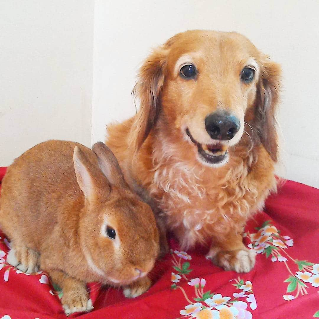 Chieko Shibutaさんのインスタグラム写真 - (Chieko ShibutaInstagram)「たろー🐶&うじゃこ🐰地方☁ 見新しい物を見つけると　すぐに乗っかる🐶🐰 これも仕事のようです💦 満足げな🐶🐰 お疲れ様😊 💕✨🐶🍀🐰✨💕 #dachshund #dachshunds #dachshundlove #dog #dogs #doglove #instadog #instagram #instagood #pet #pets #petsagram #cute #cutepe #cutepet #cutedog #cuteanimals #likes #09076999576 happy #smile #rabbit #ラビット #ミニュチュア #ミニュチュアダックス  #ミニュチュアダックスフント #うさぎ部 #うさぎ #ダックス #ダックスフンドロングヘアー#ねざーらんどわーふ」6月2日 16時55分 - chieko.81