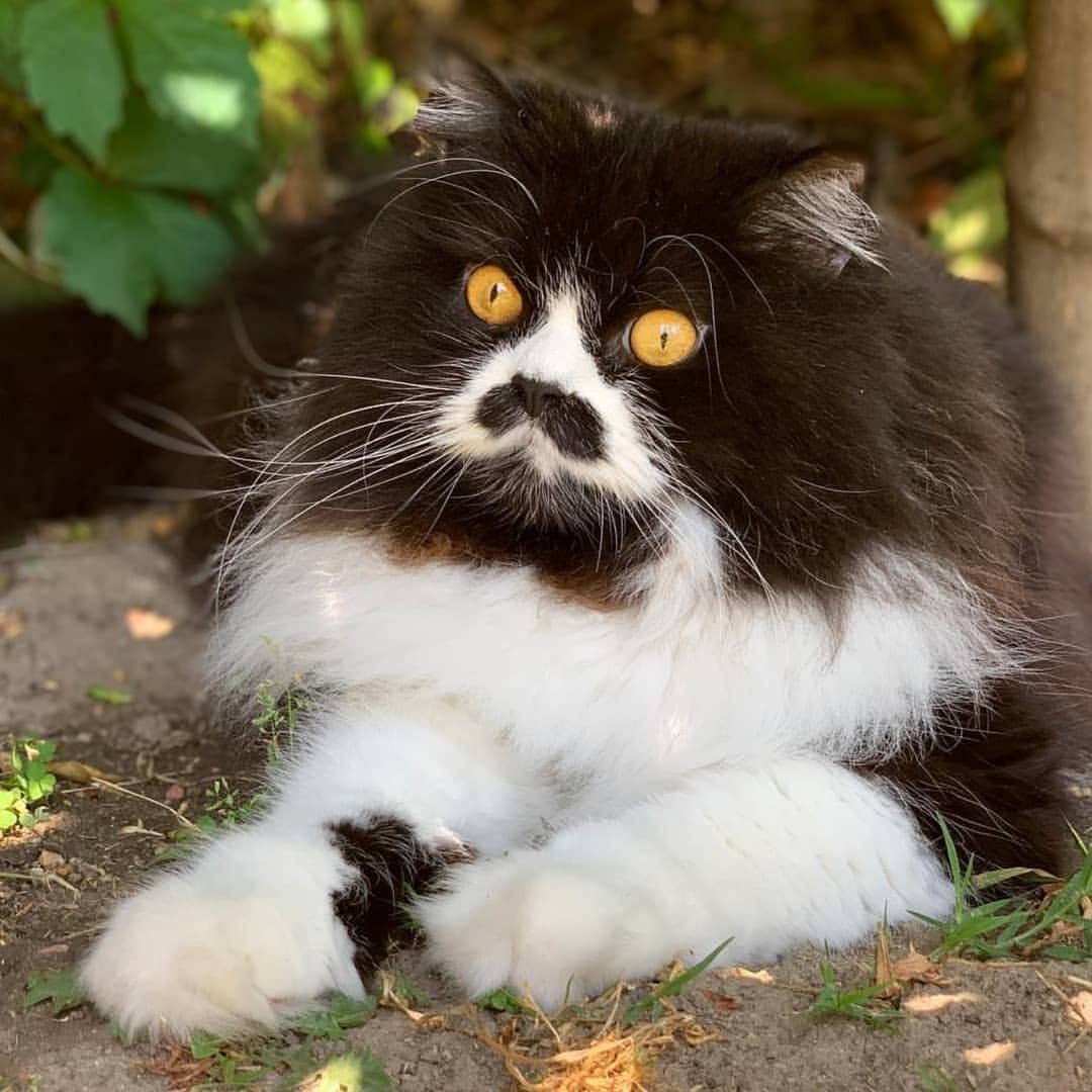 CatStockerのインスタグラム：「Hello! #catstocker is here!  Follow our FURRriend @liladolf  Scroll right for more pictures 👉 . . . . .  #cat #neko #mačka #chat #kočka #котка #kotek #kot #кіт #mače #кошка #кот #katze #gato #gatto #kissa #kattunge #猫 #고양이 #貓 #kedi #köttur #kissanpentu #חתול #кішка #kedicik #кошеня #gattino #子猫」